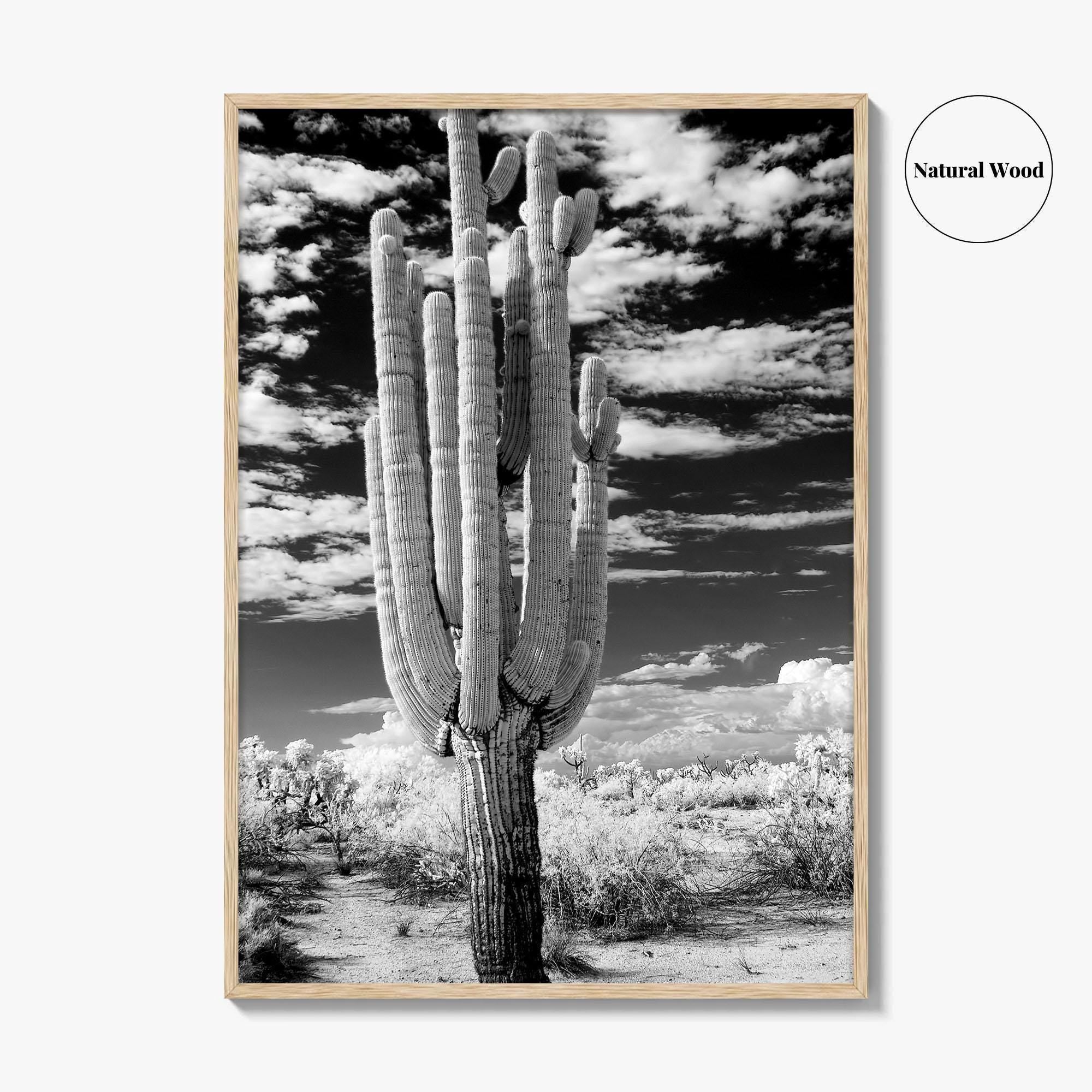 Arizona Black and White Fine Art Photo Print, Saguaro National Park, Tucson Cactus Poster