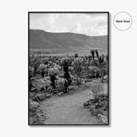 Joshua Tree Black and White Fine Art Photo Print, Cholla Cactus Garden California Poster