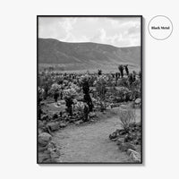 Joshua Tree Black and White Fine Art Photo Print, Cholla Cactus Garden California Poster