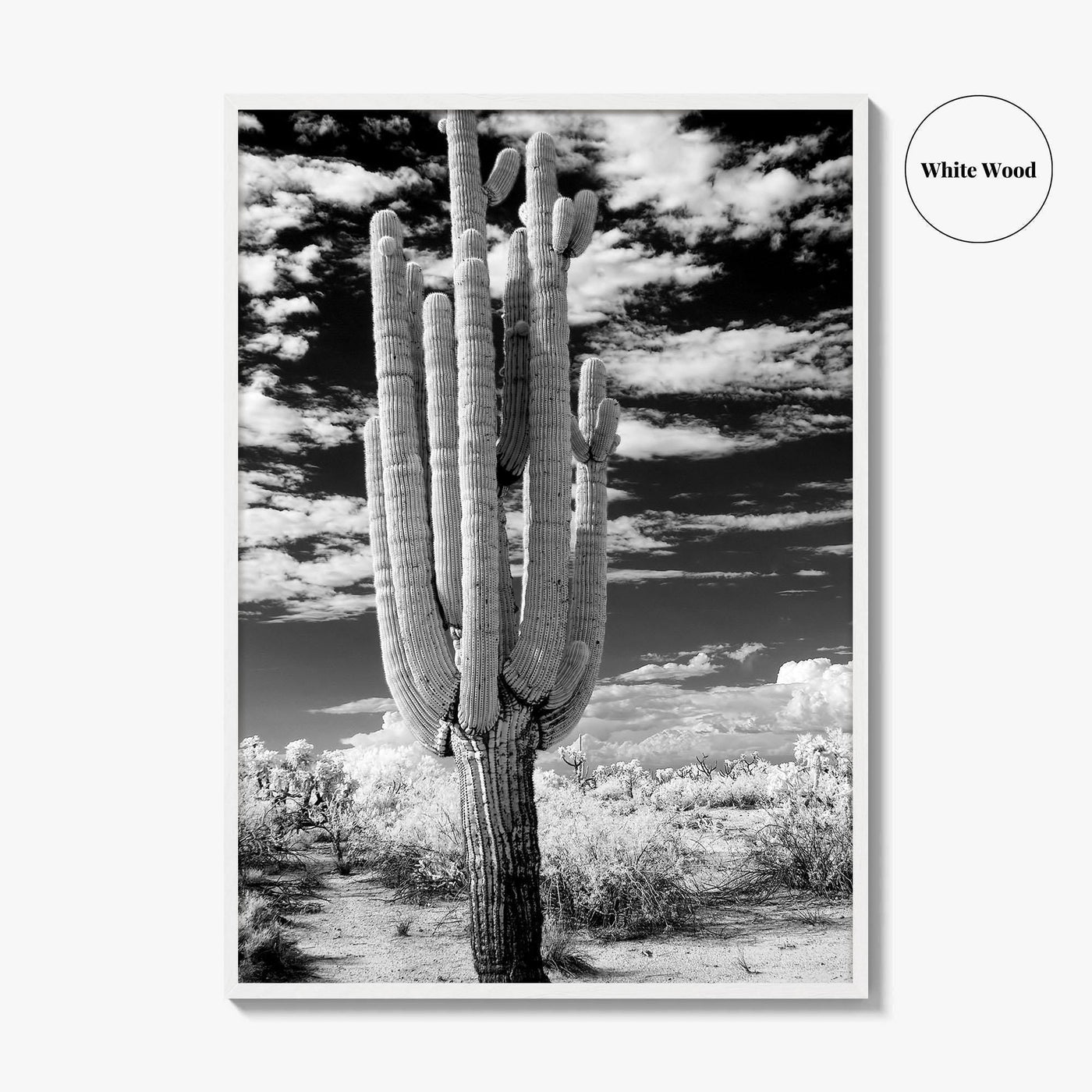 Arizona Black and White Fine Art Photo Print, Saguaro National Park, Tucson Cactus Poster