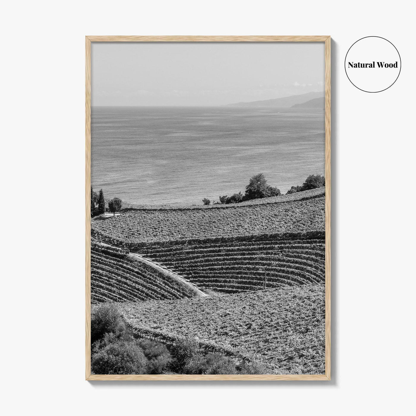 Getaria Black and White Fine Art Photo Print, Basque Country Spain, Vineyard Wall Art