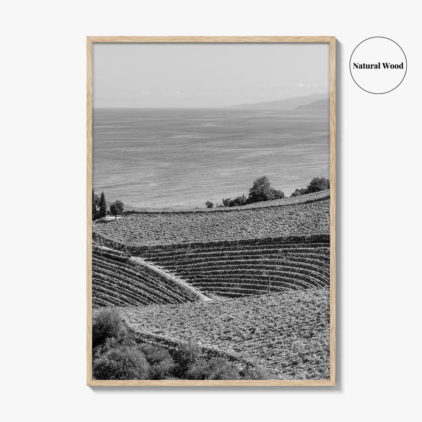 Getaria Black and White Fine Art Photo Print, Basque Country Spain, Vineyard Wall Art