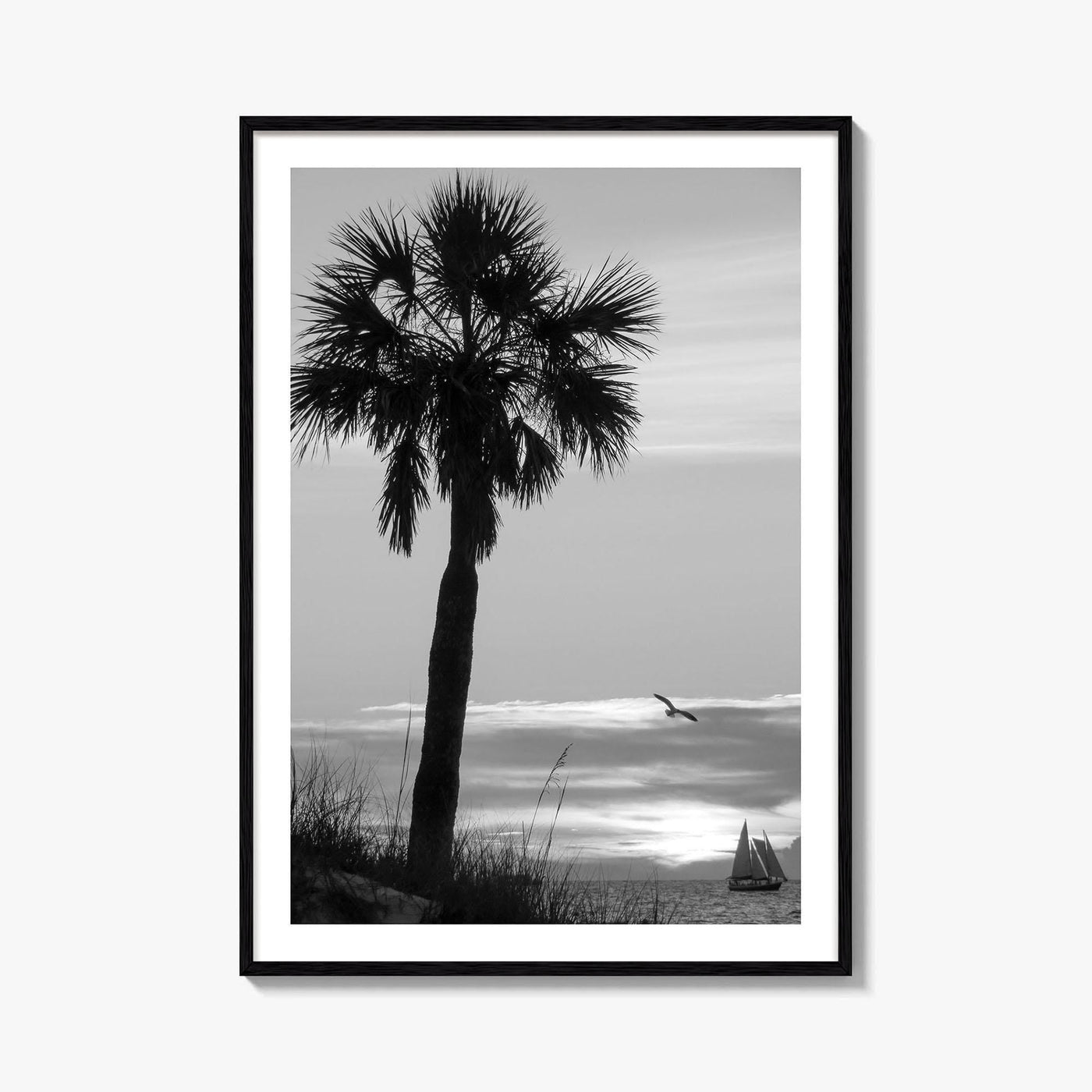 Clearwater Black and White Fine Art Photo Print, Palm Tree Florida Poster