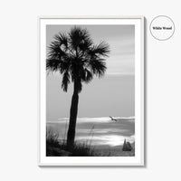 Clearwater Black and White Fine Art Photo Print, Palm Tree Florida Poster