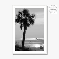 Clearwater Black and White Fine Art Photo Print, Palm Tree Florida Poster