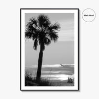 Clearwater Black and White Fine Art Photo Print, Palm Tree Florida Poster