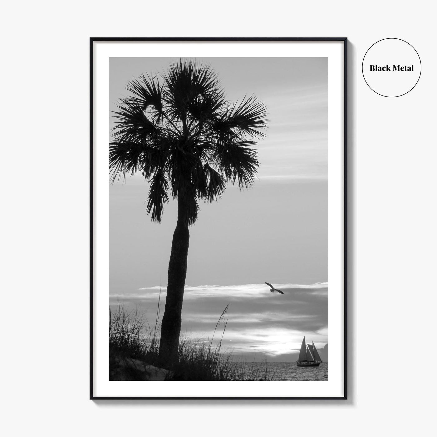 Clearwater Black and White Fine Art Photo Print, Palm Tree Florida Poster