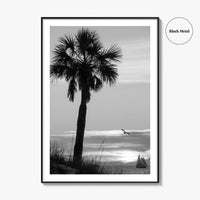 Clearwater Black and White Fine Art Photo Print, Palm Tree Florida Poster