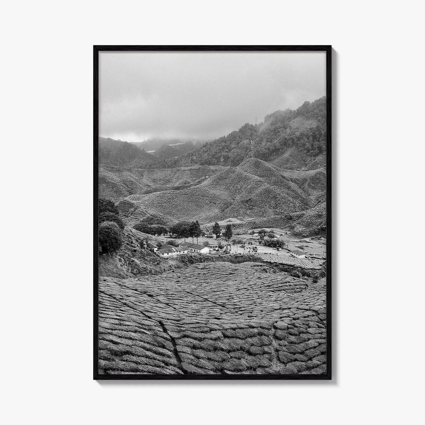Cameroon Black and White Fine Art Photo Print, Highland Tea Farm, Africa Wall Poster