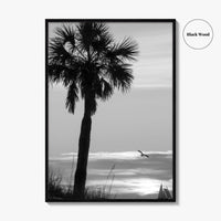 Clearwater Black and White Fine Art Photo Print, Palm Tree Florida Poster
