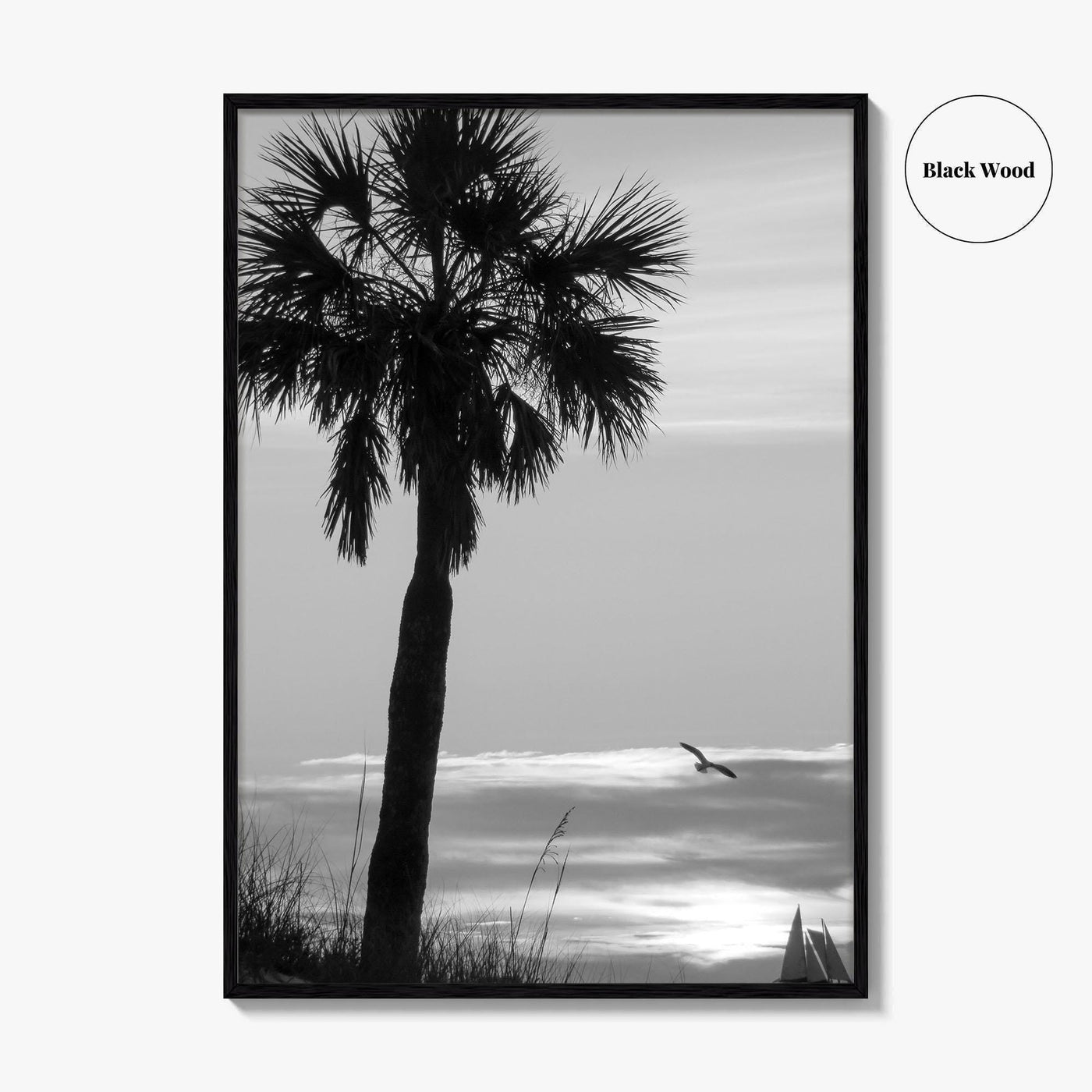 Clearwater Black and White Fine Art Photo Print, Palm Tree Florida Poster