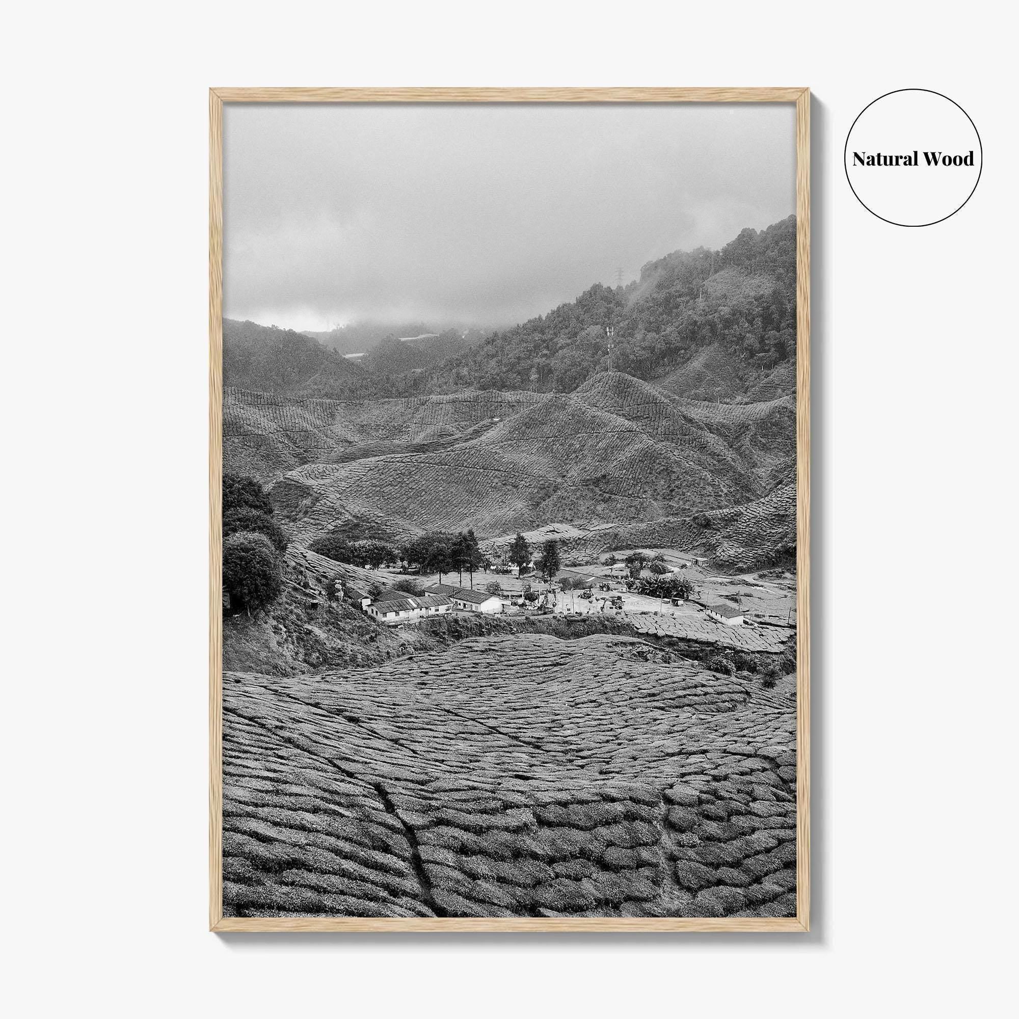 Cameroon Black and White Fine Art Photo Print, Highland Tea Farm, Africa Wall Poster