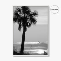 Clearwater Black and White Fine Art Photo Print, Palm Tree Florida Poster