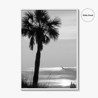 Clearwater Black and White Fine Art Photo Print, Palm Tree Florida Poster