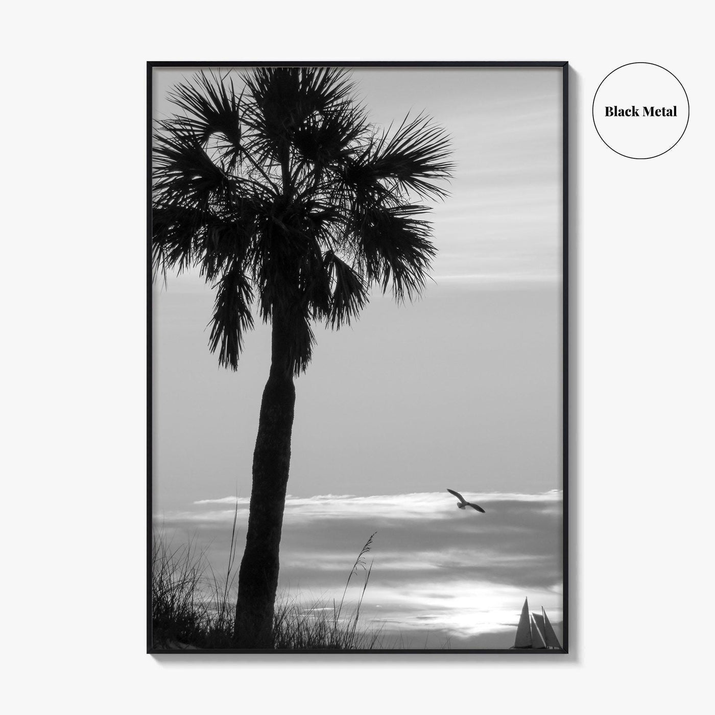Clearwater Black and White Fine Art Photo Print, Palm Tree Florida Poster