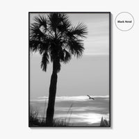 Clearwater Black and White Fine Art Photo Print, Palm Tree Florida Poster