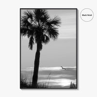 Clearwater Black and White Fine Art Photo Print, Palm Tree Florida Poster
