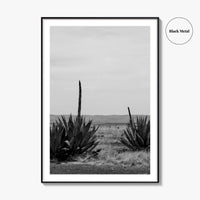 West Texas Black and White Fine Art Photo Print, Agave Chihuahuan Desert Poster