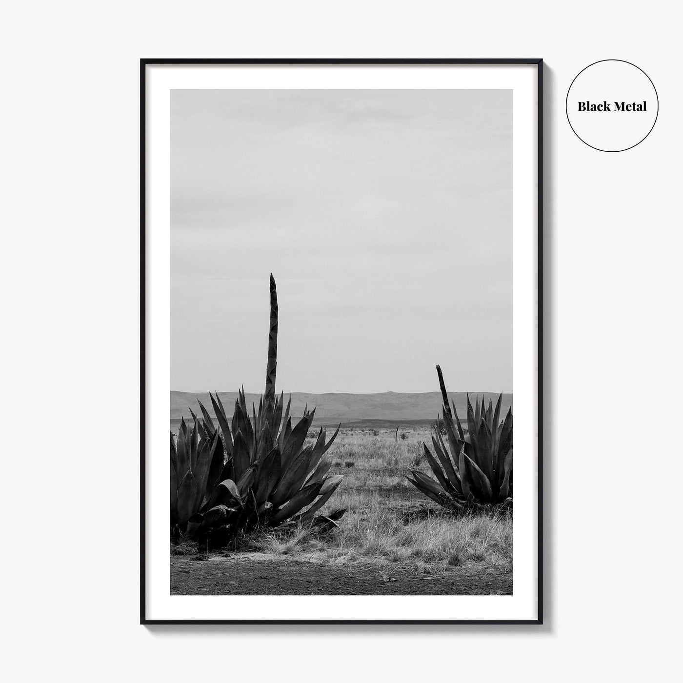 West Texas Black and White Fine Art Photo Print, Agave Chihuahuan Desert Poster