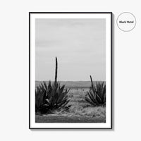West Texas Black and White Fine Art Photo Print, Agave Chihuahuan Desert Poster