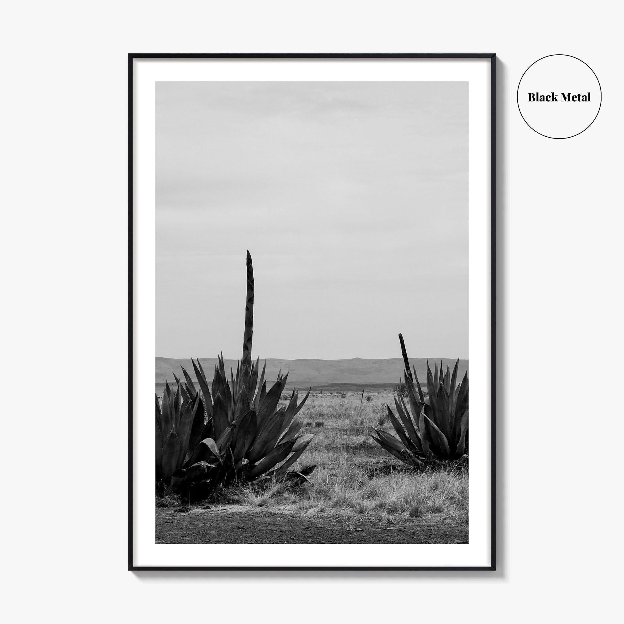 West Texas Black and White Fine Art Photo Print, Agave Chihuahuan Desert Poster