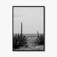 West Texas Black and White Fine Art Photo Print, Agave Chihuahuan Desert Poster