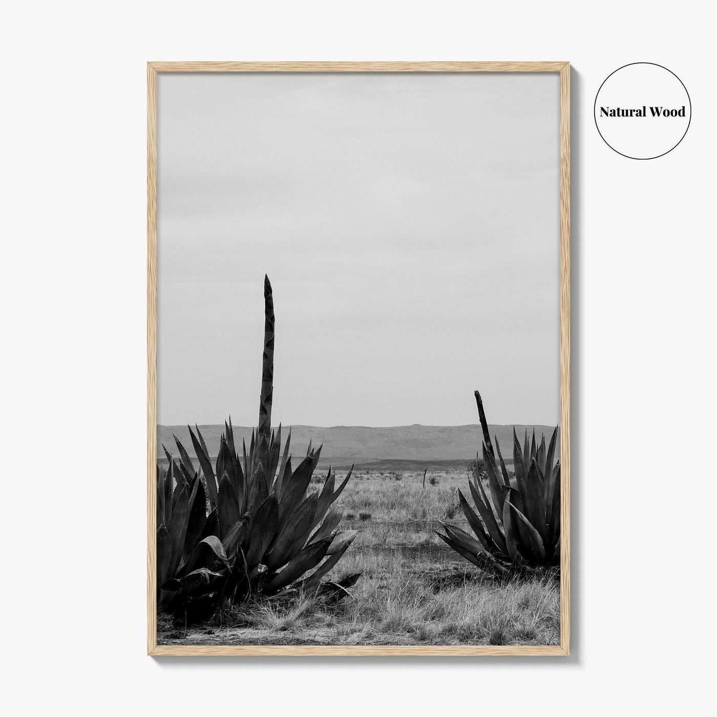 West Texas Black and White Fine Art Photo Print, Agave Chihuahuan Desert Poster