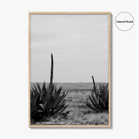 West Texas Black and White Fine Art Photo Print, Agave Chihuahuan Desert Poster