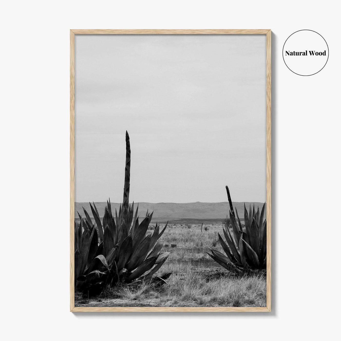 West Texas Black and White Fine Art Photo Print, Agave Chihuahuan Desert Poster