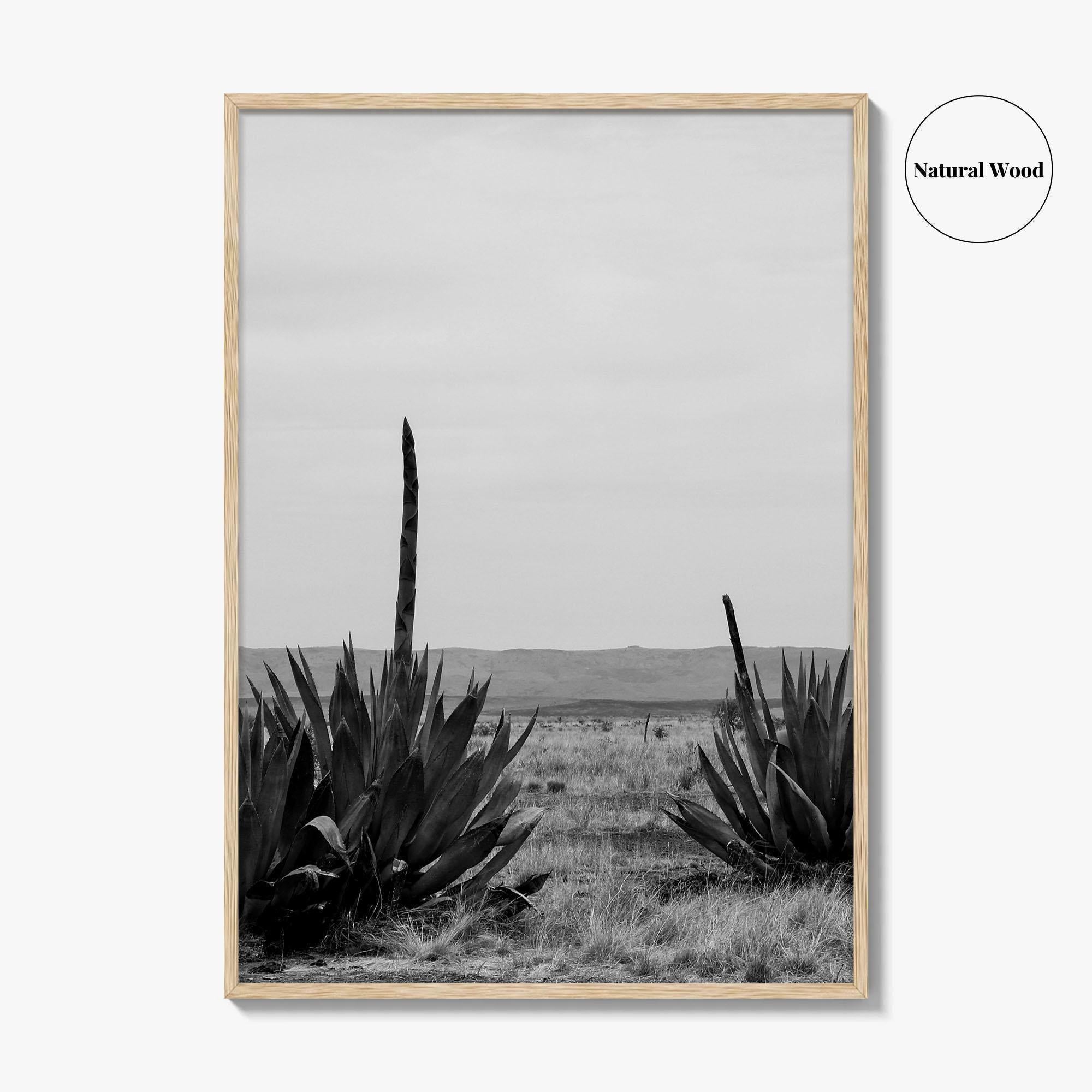 West Texas Black and White Fine Art Photo Print, Agave Chihuahuan Desert Poster