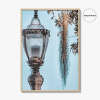 Baton Rouge Fine Art Photo Print, Louisiana, USA, Lantern, Spanish Moss, Wall Art