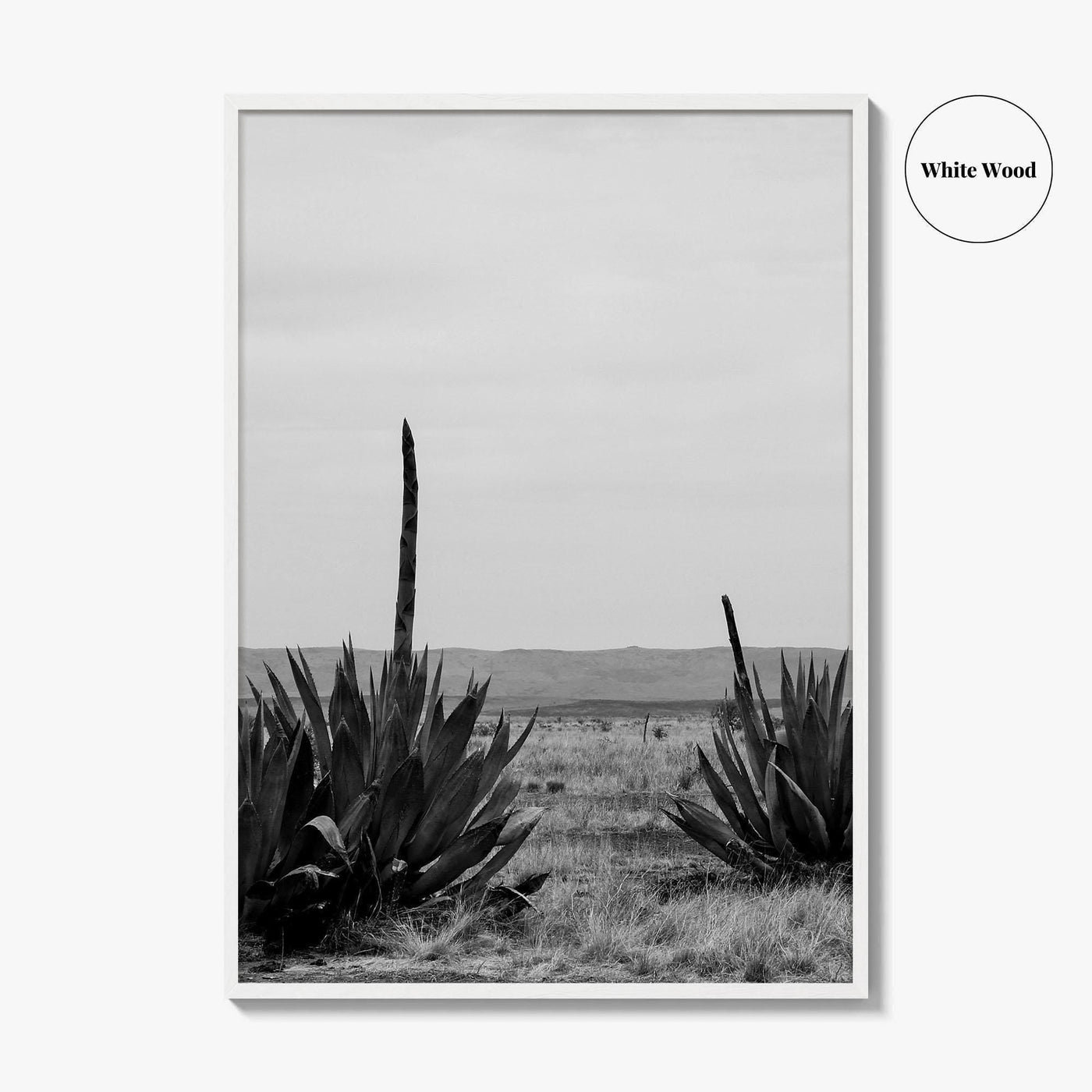 West Texas Black and White Fine Art Photo Print, Agave Chihuahuan Desert Poster