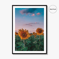 Kansas Fine Art Photo Print, Sunflower Field Landscape, Midwest USA Wall Poster