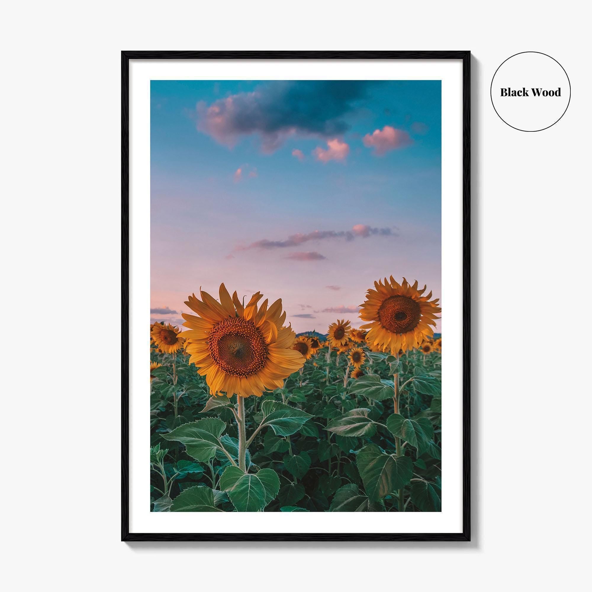 Kansas Fine Art Photo Print, Sunflower Field Landscape, Midwest USA Wall Poster