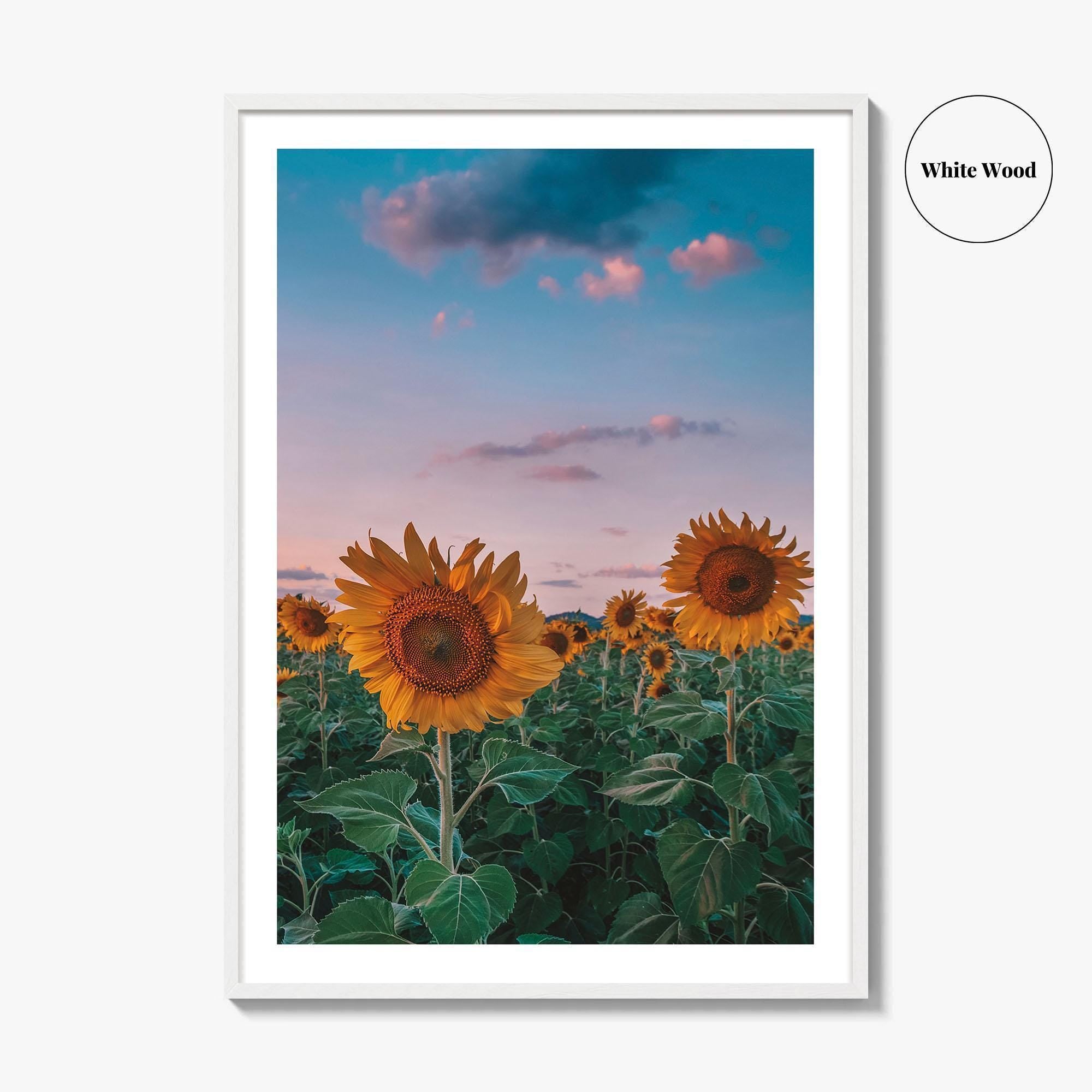 Kansas Fine Art Photo Print, Sunflower Field Landscape, Midwest USA Wall Poster
