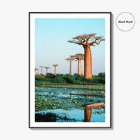 Avenue of the Baobabs Fine Art Photo Print, Morondava Madagascar, Menabe