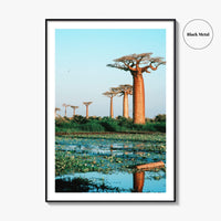 Avenue of the Baobabs Fine Art Photo Print, Morondava Madagascar, Menabe