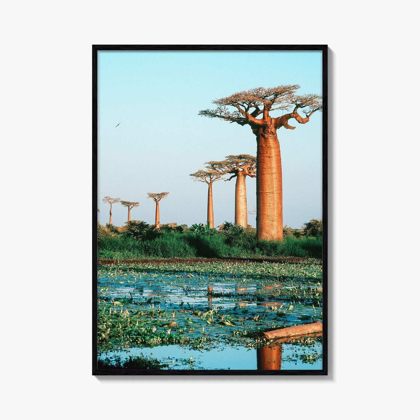 Avenue of the Baobabs Fine Art Photo Print, Morondava Madagascar, Menabe