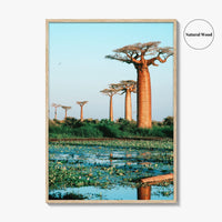 Avenue of the Baobabs Fine Art Photo Print, Morondava Madagascar, Menabe