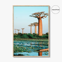Avenue of the Baobabs Fine Art Photo Print, Morondava Madagascar, Menabe