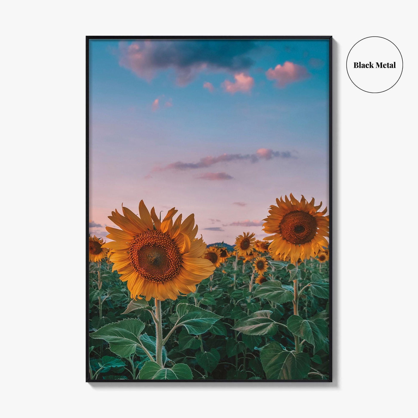 Kansas Fine Art Photo Print, Sunflower Field Landscape, Midwest USA Wall Poster