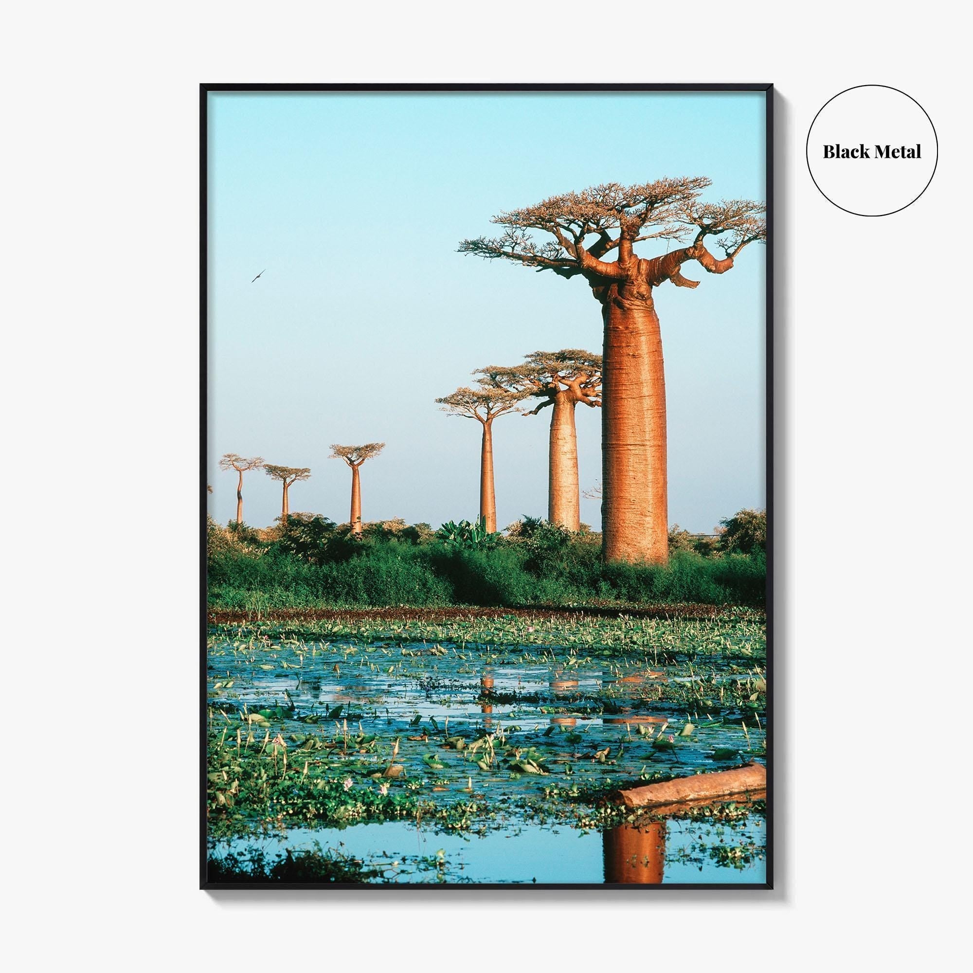 Avenue of the Baobabs Fine Art Photo Print, Morondava Madagascar, Menabe