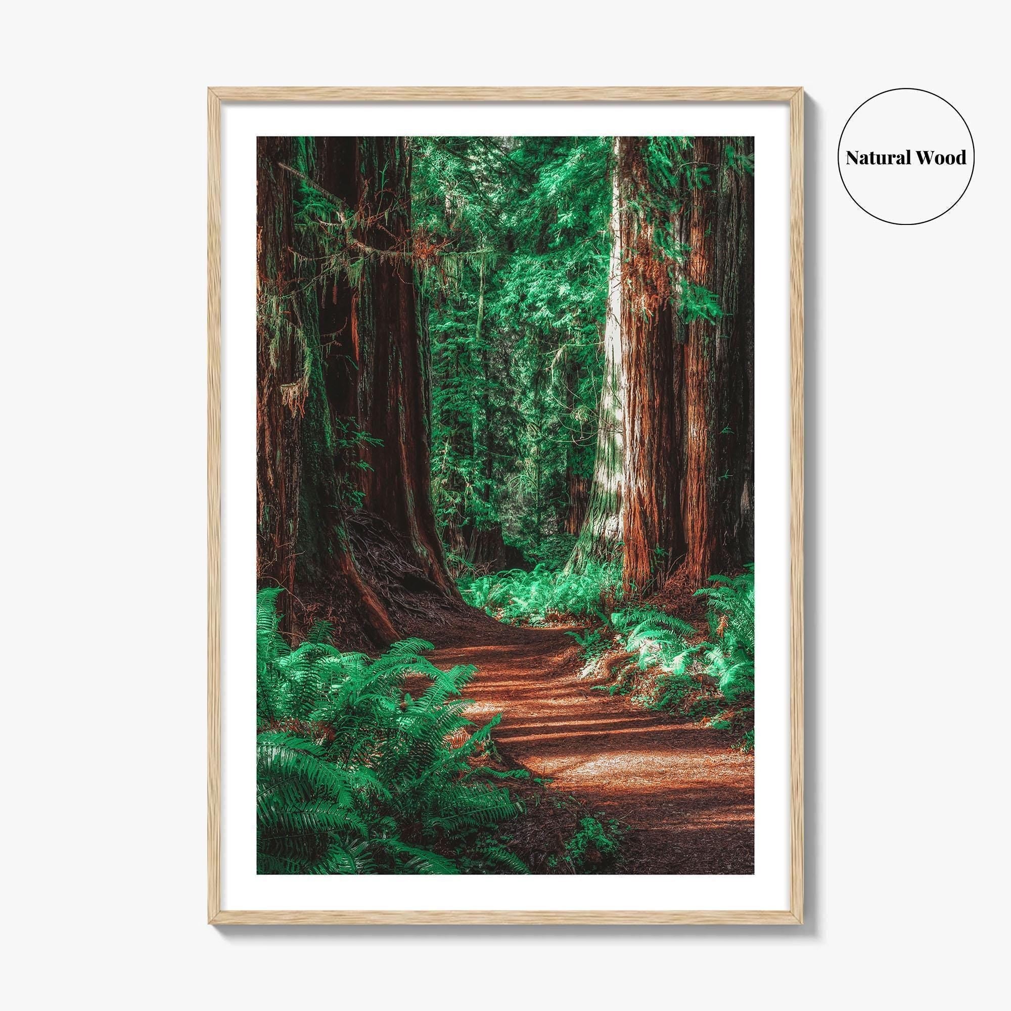 Redwood National and State Parks Fine Art Photo Print, California Poster