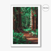 Redwood National and State Parks Fine Art Photo Print, California Poster