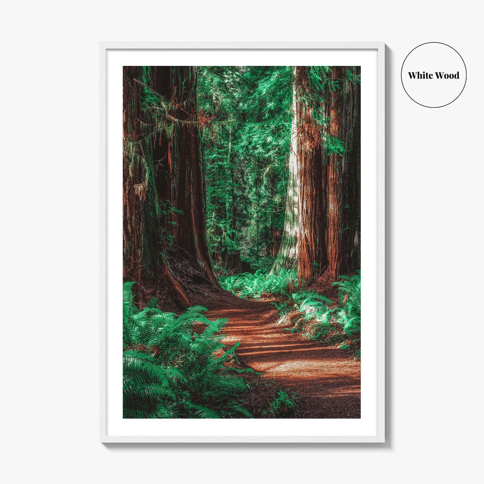 Redwood National and State Parks Fine Art Photo Print, California Poster