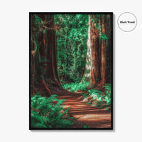 Redwood National and State Parks Fine Art Photo Print, California Poster