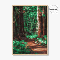 Redwood National and State Parks Fine Art Photo Print, California Poster