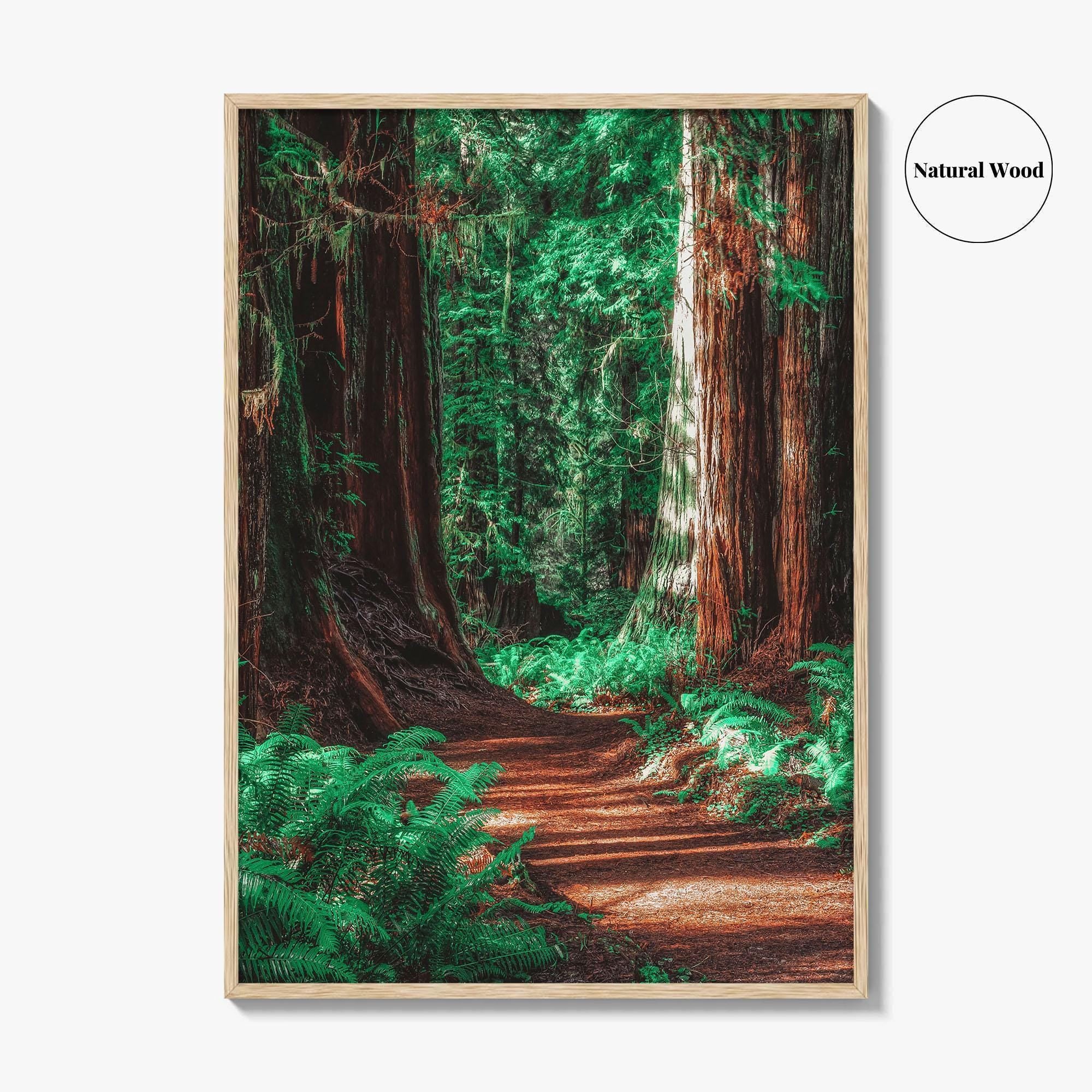 Redwood National and State Parks Fine Art Photo Print, California Poster