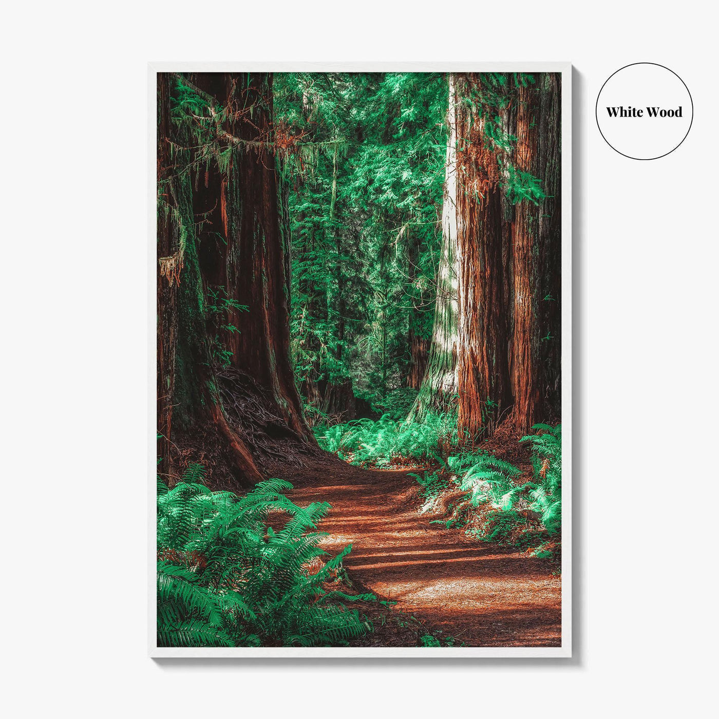 Redwood National and State Parks Fine Art Photo Print, California Poster