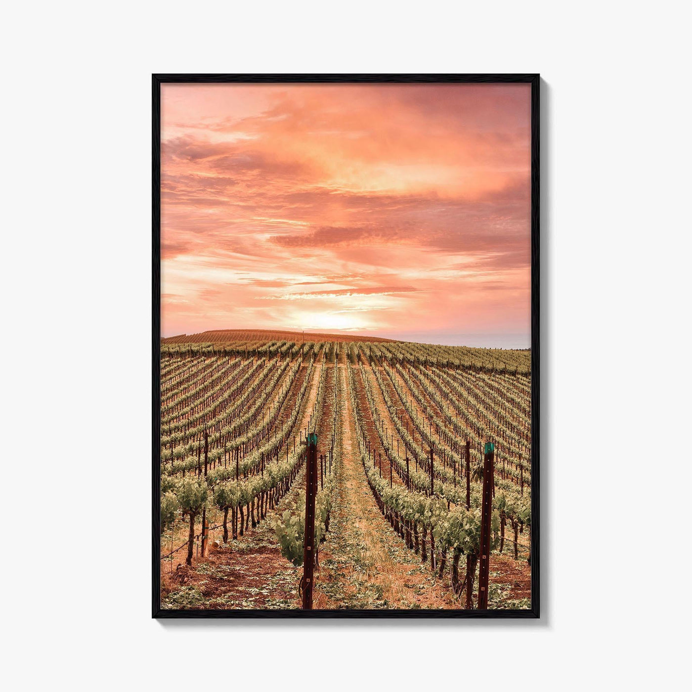 Sonoma Fine Art Photo Print, Napa Valley Wine Country, California Poster, Hot Air Balloon